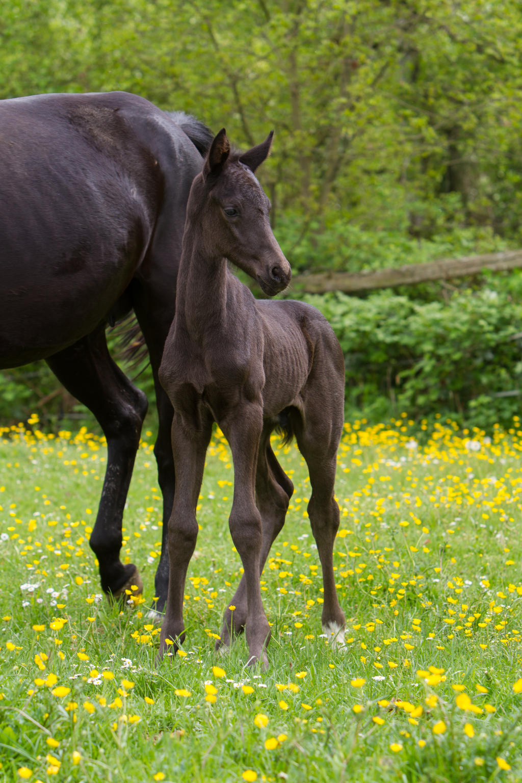 Black Colt Stock Photo