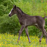 Black Foal green Paradise Stock