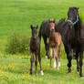 WB Foals and Angry Broodmare Stock