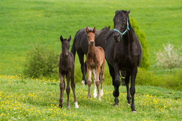 WB Foals and Angry Broodmare Stock