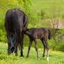 WB Black Nursing Foal and Broodmare Stock