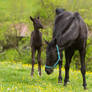 WB Black Foal  and Broodmare Stock