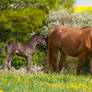 Black Foal and Mom Spring Scene