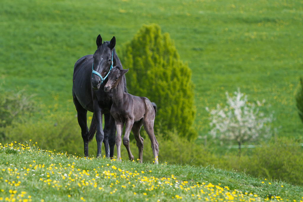 WB Black Foal and Broodmare Stock