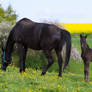 Foal and Broodmare