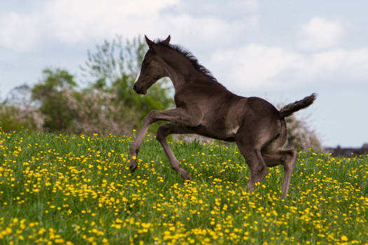 WB Foal Playing Jumping Running Stock