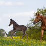 WB Foal Cantering and Broodmare Stock