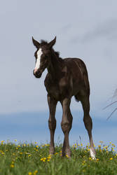 Black Warmblood Foal on Yellow Flower Meadow