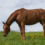 Chestnut Warmblood Mare Young Elite Broodmare