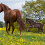 Black Warmblood Foal Galloping on yellow flowers 7