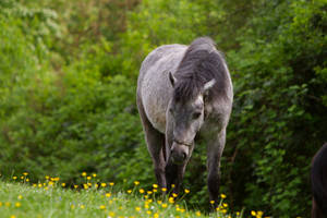 Black Blue Roan Pony Welsh Pasture Stock 2