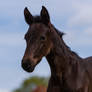 Seal Brown Warmblood Foal Portrait I