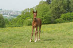 Curious Warmblood Foal Standing - Stock