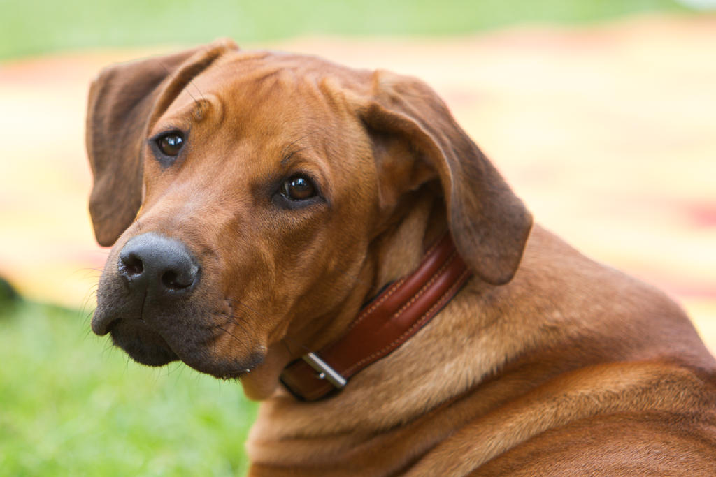 Young Rodesian Ridgeback - Puppy Portrait Stock by LuDa-Stock on DeviantArt