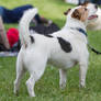 Jack Russell Terrier Stock Standing