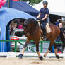 Bay Dressage Horse Warmup