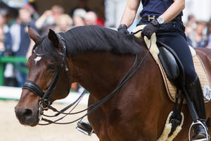 loose rein dressage with curb portrait