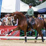 High Forearm Extended Trot Chestnut WB