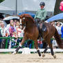 Extended Trot Chestnut WB