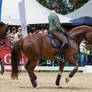 Chestnut Warmblood Piaffe