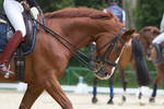 Chestnut Dressage Horse with Curb - Portrait