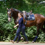 Groom leading Lusitano after Training