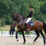 Lusitano Dressage Training Passage Trot Stock