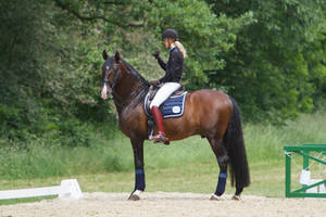 Short Break Lusitano Dressage Stock