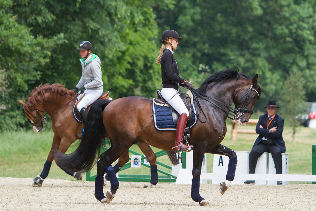 Lusitano Dressage Training Collected Trot Stock