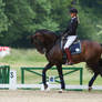 Lusitano Trot behind the vertical