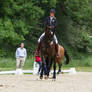 Lusitano Dressage Training Trot Half-Pass Stock