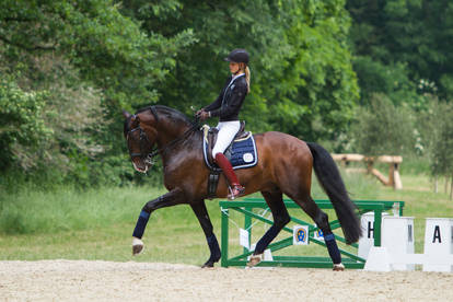 Lusitano Dressage Training Extended Trot Stock