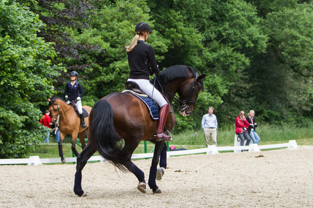 Lusitano Training Half-Pass back view Stock