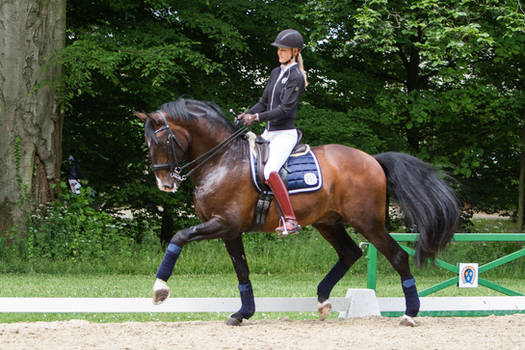 Lusitano Trot Dressage Training Stock slight blur