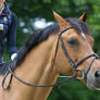 Light bay buckskin show jumping horse portrait