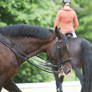 Loose Rein Relaxing Break Lusitano Stock