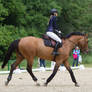 Muscular Show Jumping Horse Stock