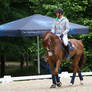 Chestnut Horse Warmup Training Scenes