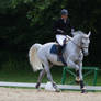 Grey Horse Warmup for Showjumping