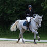 Grey Horse Warmup for Showjumping