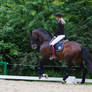 Lusitano Dressage Training Canter Stock