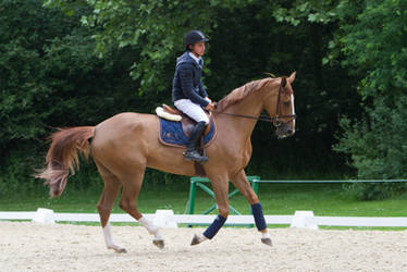 Chestnut Horse Warmup for ShowJumping