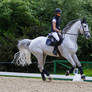 Warmup Riding Training Canter