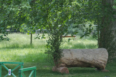 Cross Country Log Tree Branch