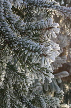 Frosty Tree Branches Backlight Stock