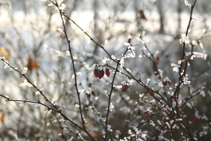 Frosted Winter Berries