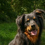 German Herding Dog Portrait