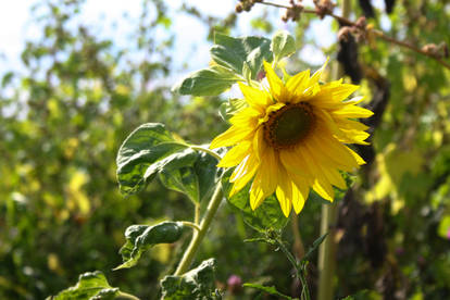 Sunflower Backlight Stock