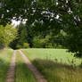 Idyllic Path through Meadows and Woods