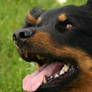 German Herding Dog Closeup